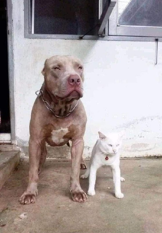 #猫猫 #狗狗#猫猫 #狗狗