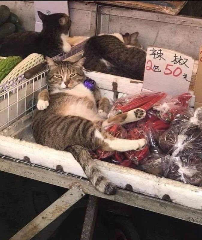 不辣不要钱         #猫猫