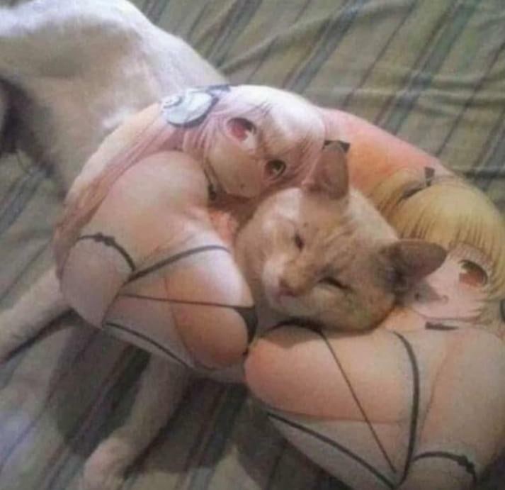 #猫猫