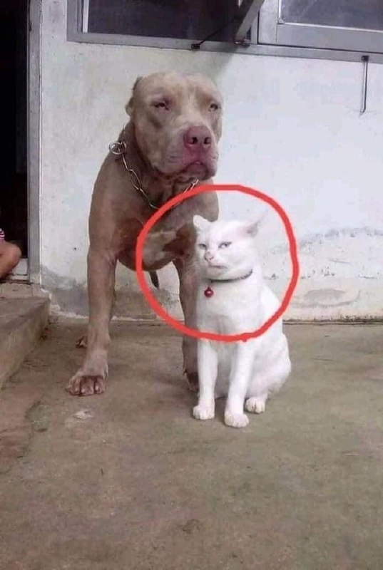 #猫猫 #狗狗#猫猫 #狗狗