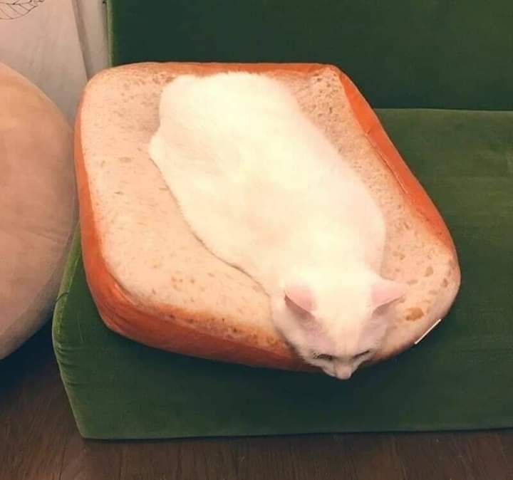 #猫猫