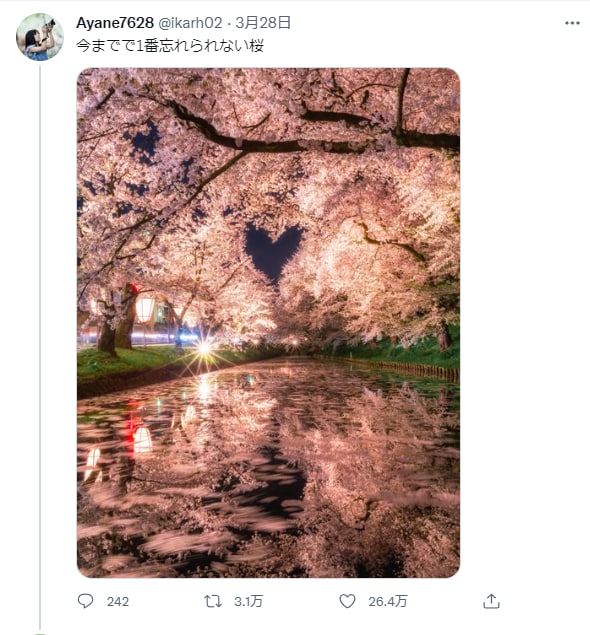 迄今为止拍到的最难忘的樱花🌸    （原图见评论区）迄今为止拍到的最难忘的樱花🌸    （原图见评论区）