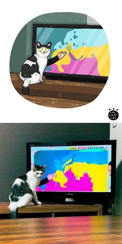 #猫猫