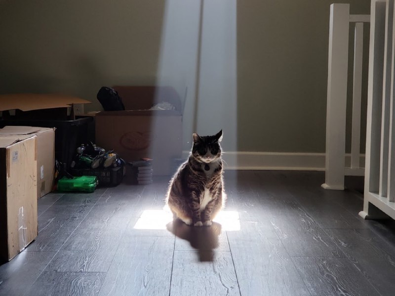 闪光 #猫猫闪光 #猫猫