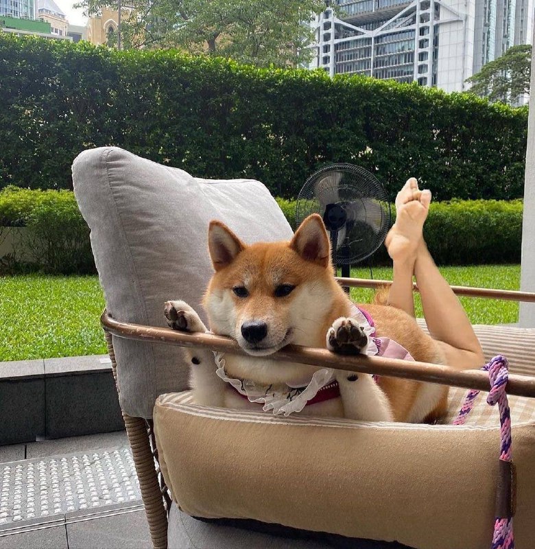 #狗狗