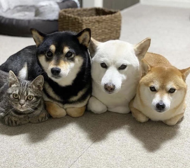 猫老师教的怎么坐...😅#猫猫 #狗狗