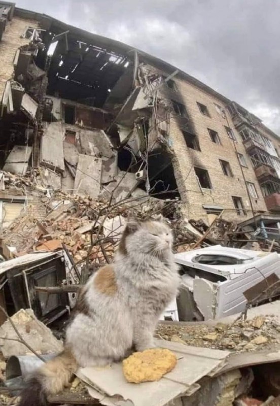 在乌克兰冲突地区幸存下来的 #猫猫 😔