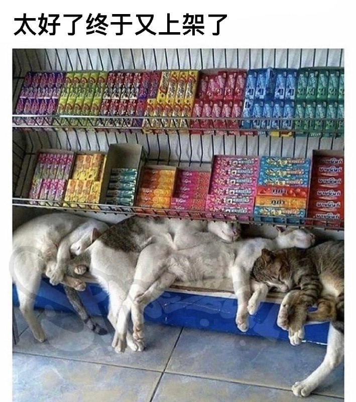 #猫猫