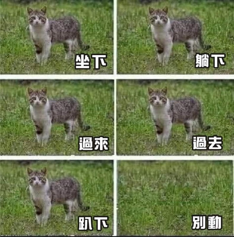 #猫猫