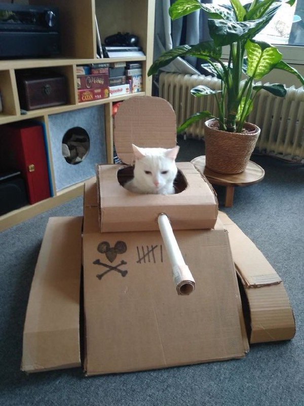 #猫猫#猫猫