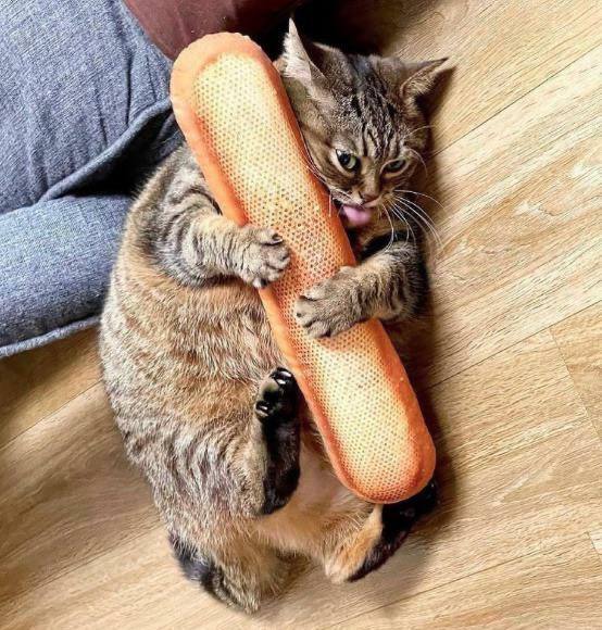#猫猫
