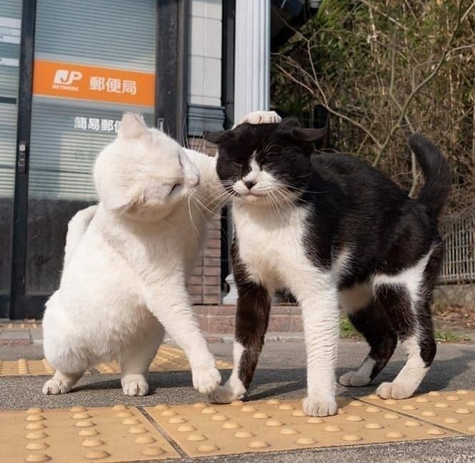 跟我华强拼，你有这个实力吗？#猫猫