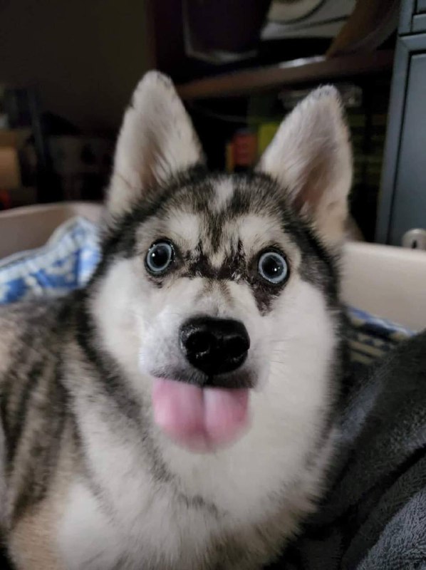 #狗狗