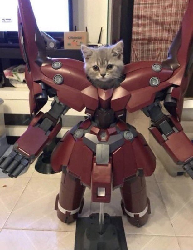 #猫猫#猫猫