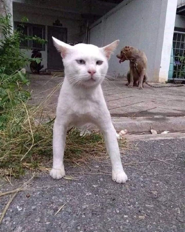 #猫猫 #狗狗#猫猫 #狗狗