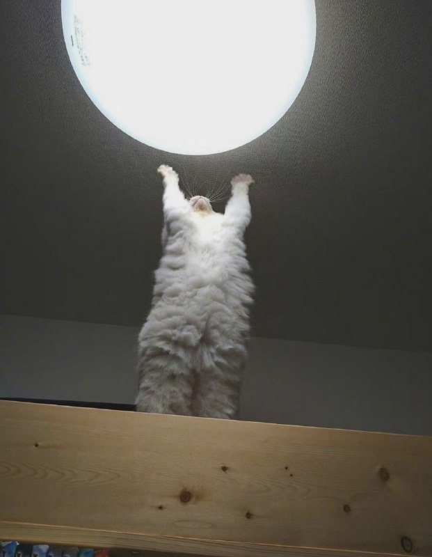 #猫猫 元气弹