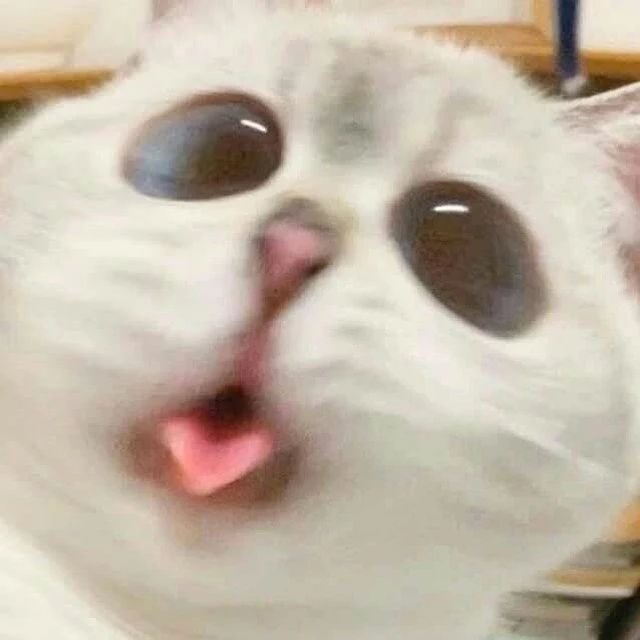 #猫猫 哈哈镜#猫猫 哈哈镜