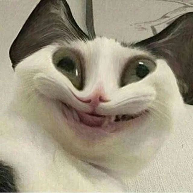 #猫猫 哈哈镜#猫猫 哈哈镜