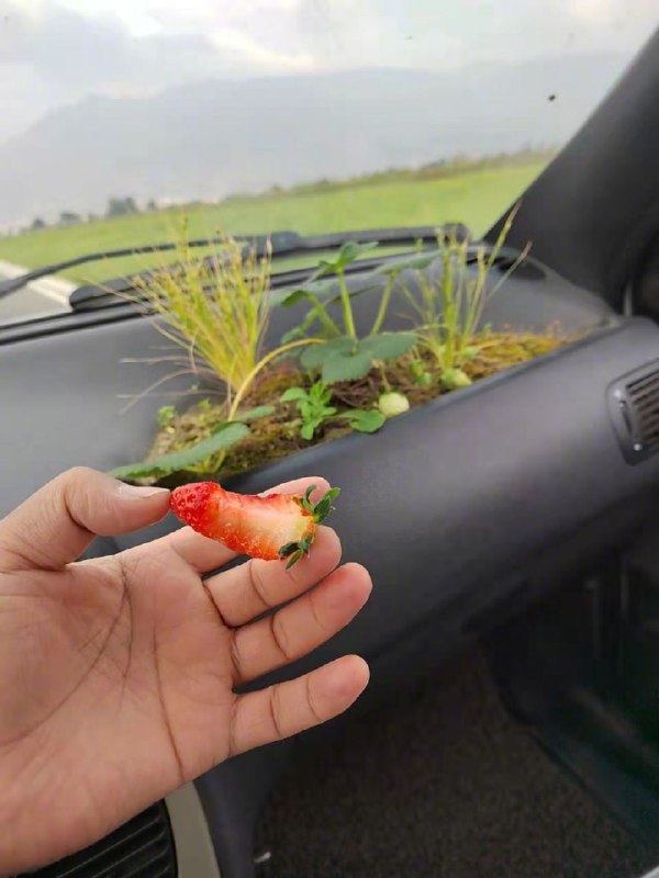 🤔在车里种草莓......🤔在车里种草莓......