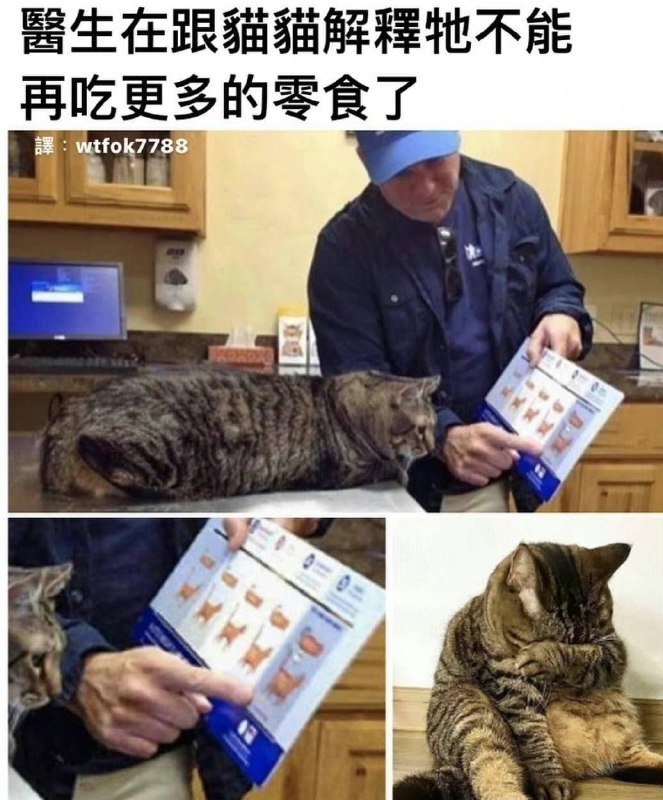 #猫猫