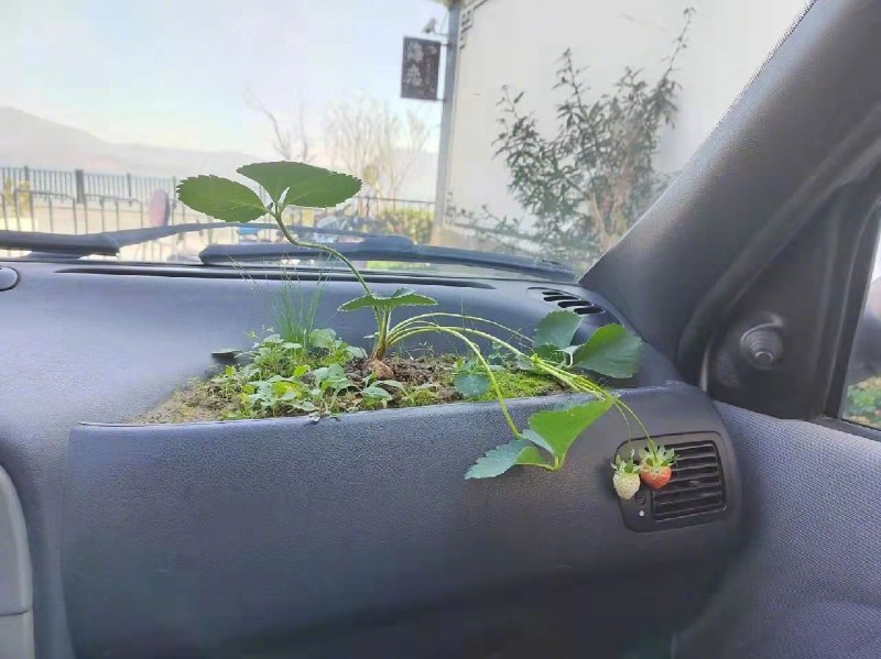 🤔在车里种草莓......🤔在车里种草莓......