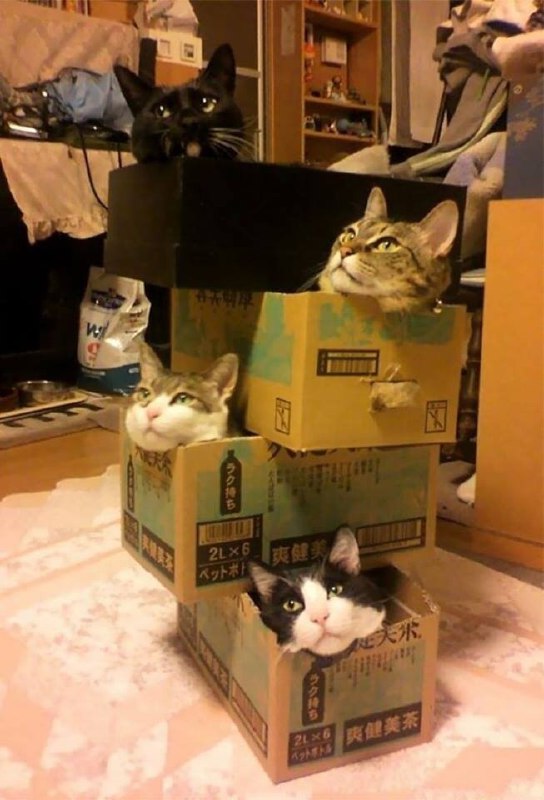 #猫猫