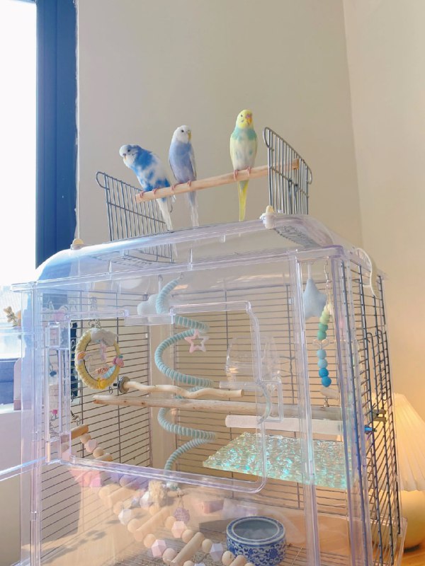 一些鹦鹉🦜一些鹦鹉🦜
