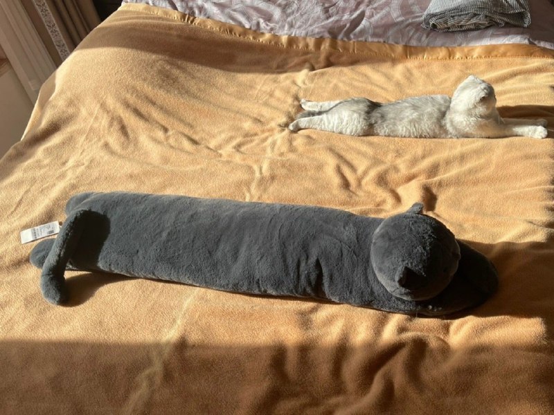 #猫猫#猫猫