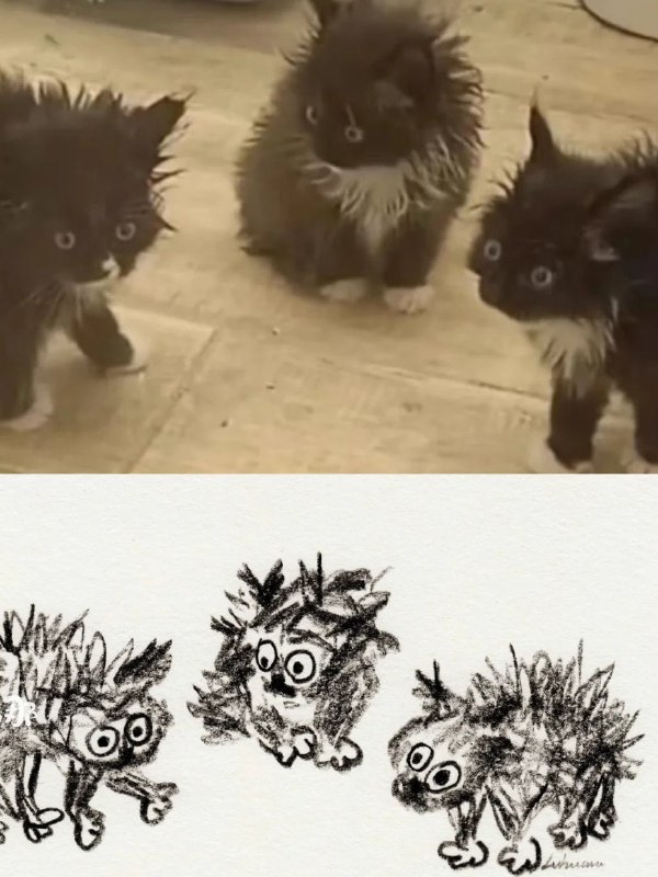 #猫猫