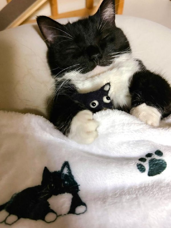 #猫猫