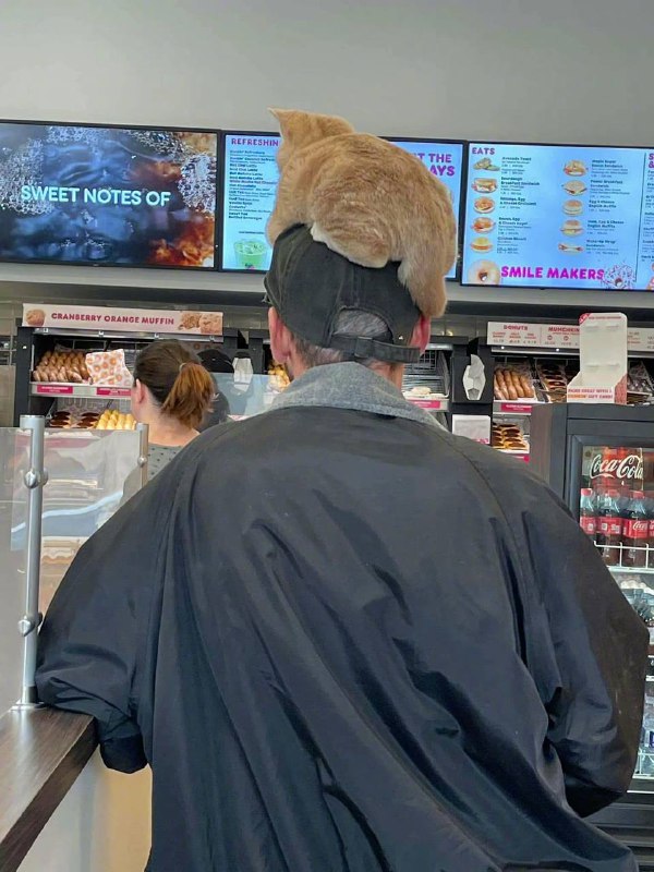 遛猫的正确方式遛猫的正确方式