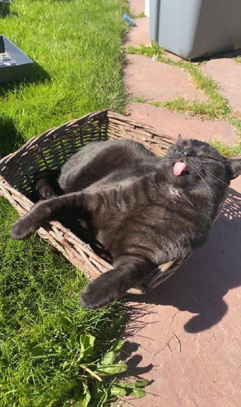 #猫猫