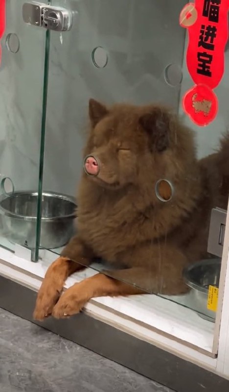 #狗狗