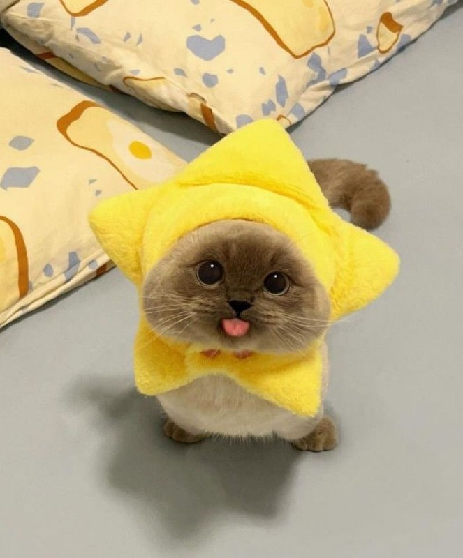 #猫猫