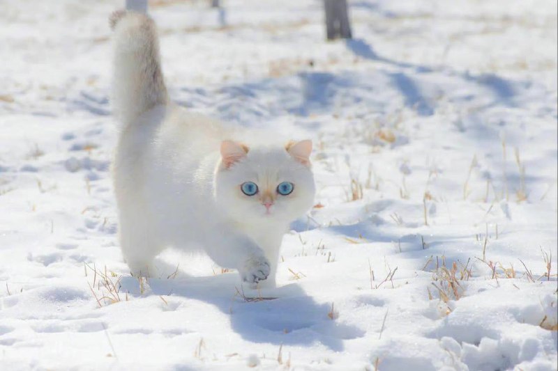 #猫猫雪地精灵#猫猫雪地精灵