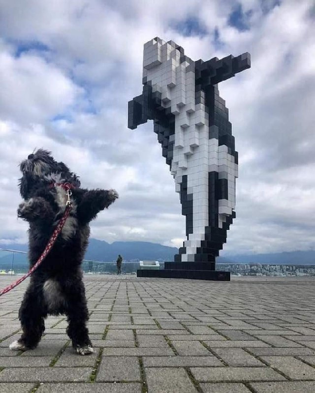 #狗狗