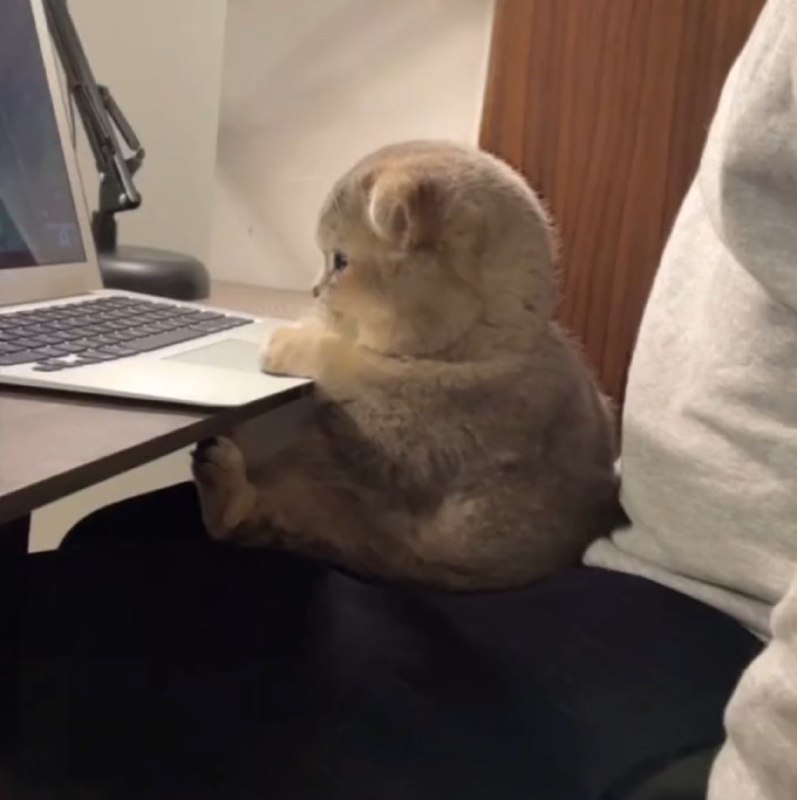 #猫猫#猫猫