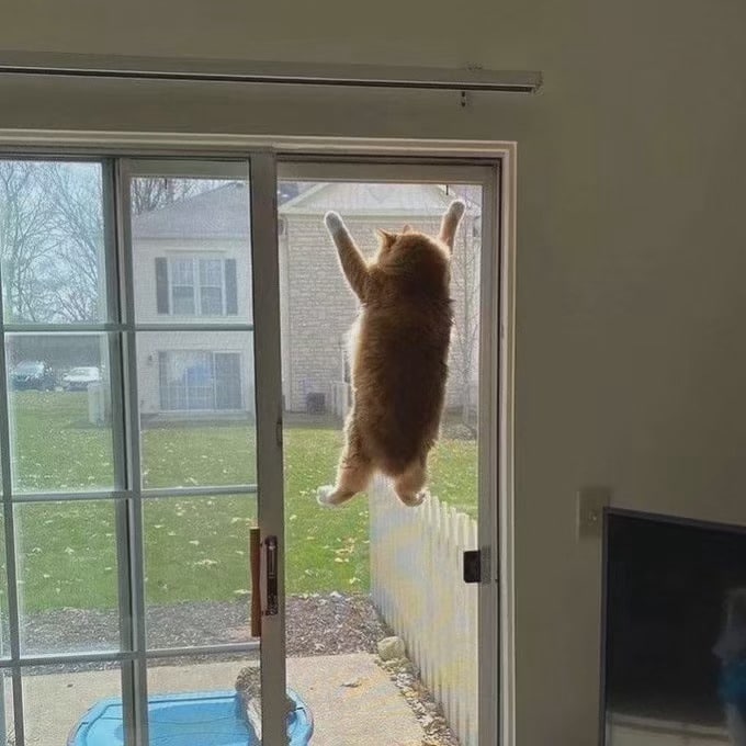 #猫猫#猫猫