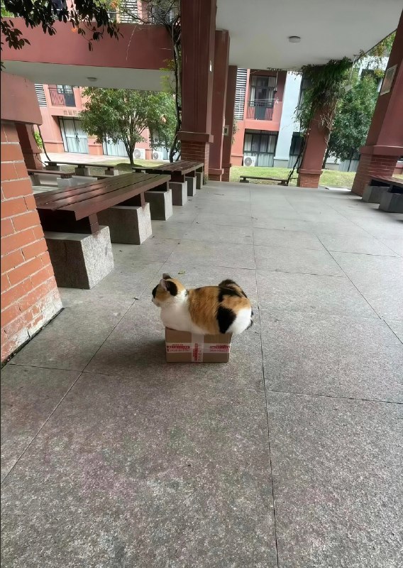 #猫猫