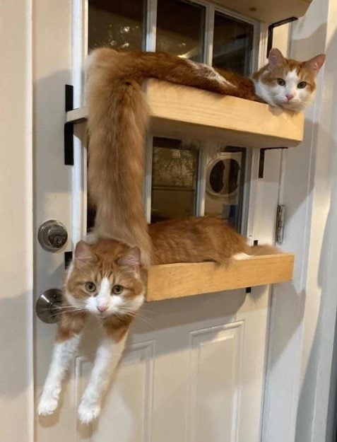 #猫猫