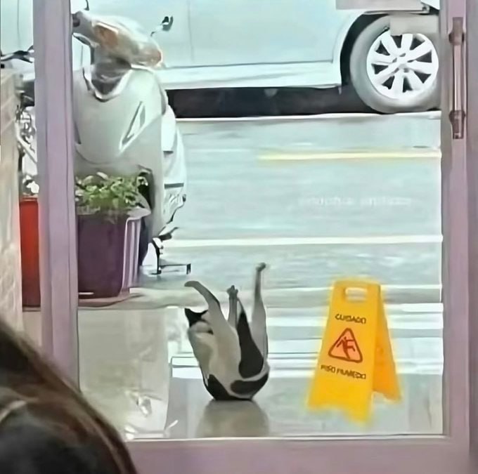 #猫猫