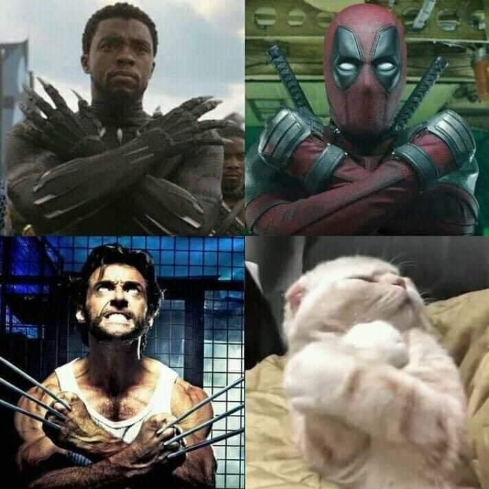 #猫猫