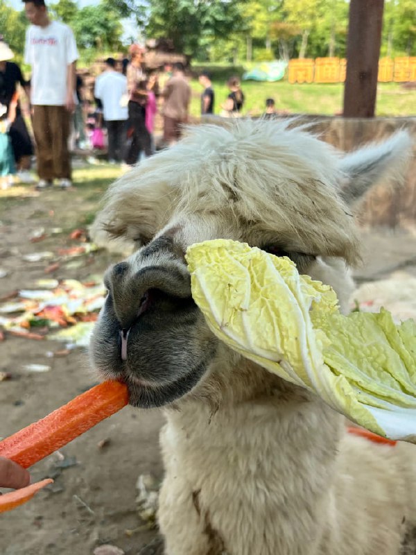 动物园羊驼被投喂撑到翻白眼国庆假期期间，江苏南通森林野生动物园的羊驼因游客过度投喂，出现“眼睛翻白”、紧咬牙关等吃撑症状