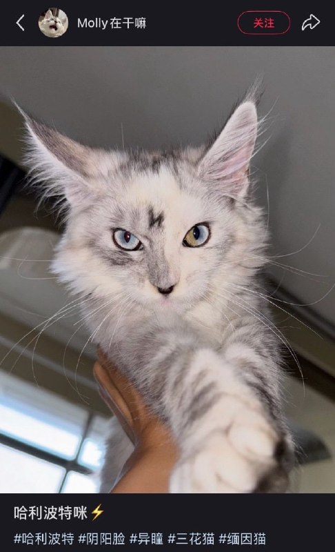 好帅😮#猫猫