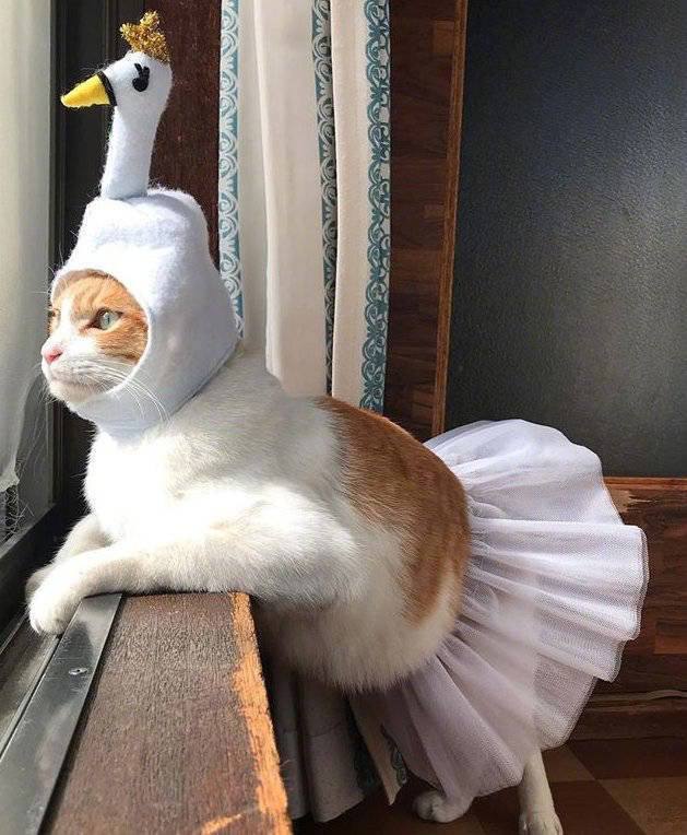 #猫猫#猫猫