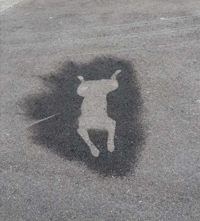 #狗狗#狗狗