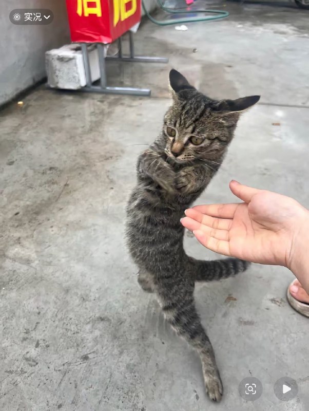 我不做猫了！#猫猫