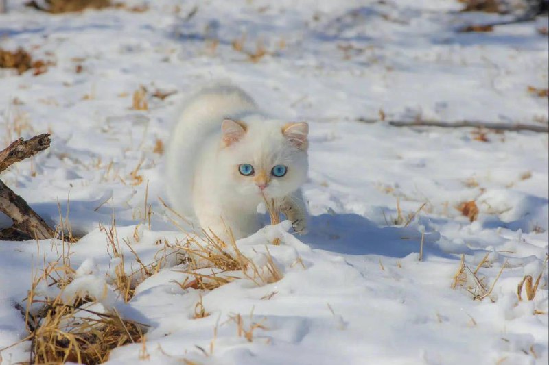 #猫猫雪地精灵#猫猫雪地精灵