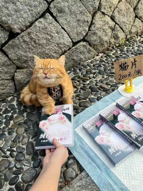 #猫猫