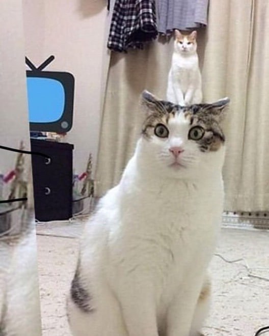 #猫猫